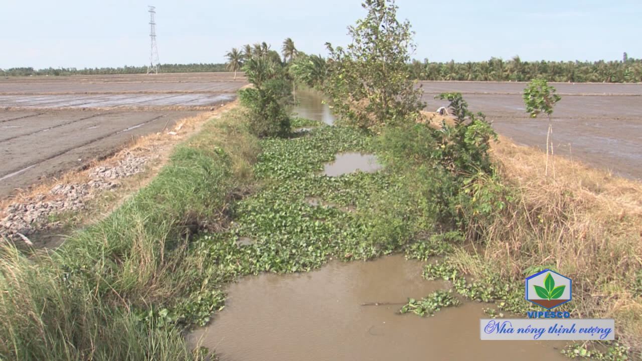 Nông dân Sóc Trăng chú ý bảo vệ lúa khi triều cường dâng cao