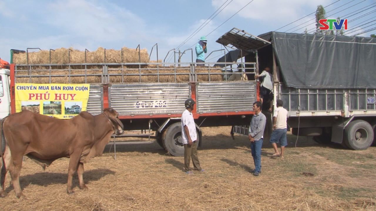 Tận dụng rơm làm thứ ăn cho bò