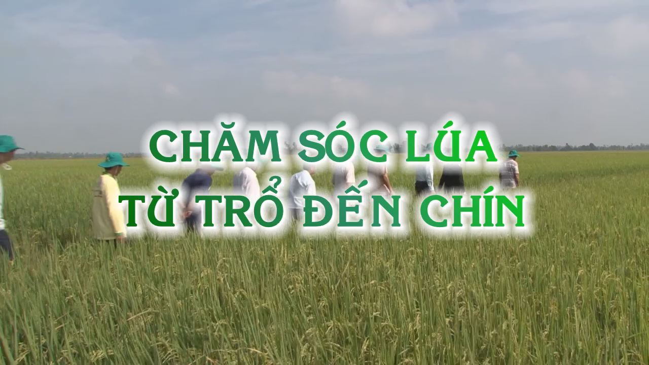Tiến tới kiến thức vàng 17-02-2017