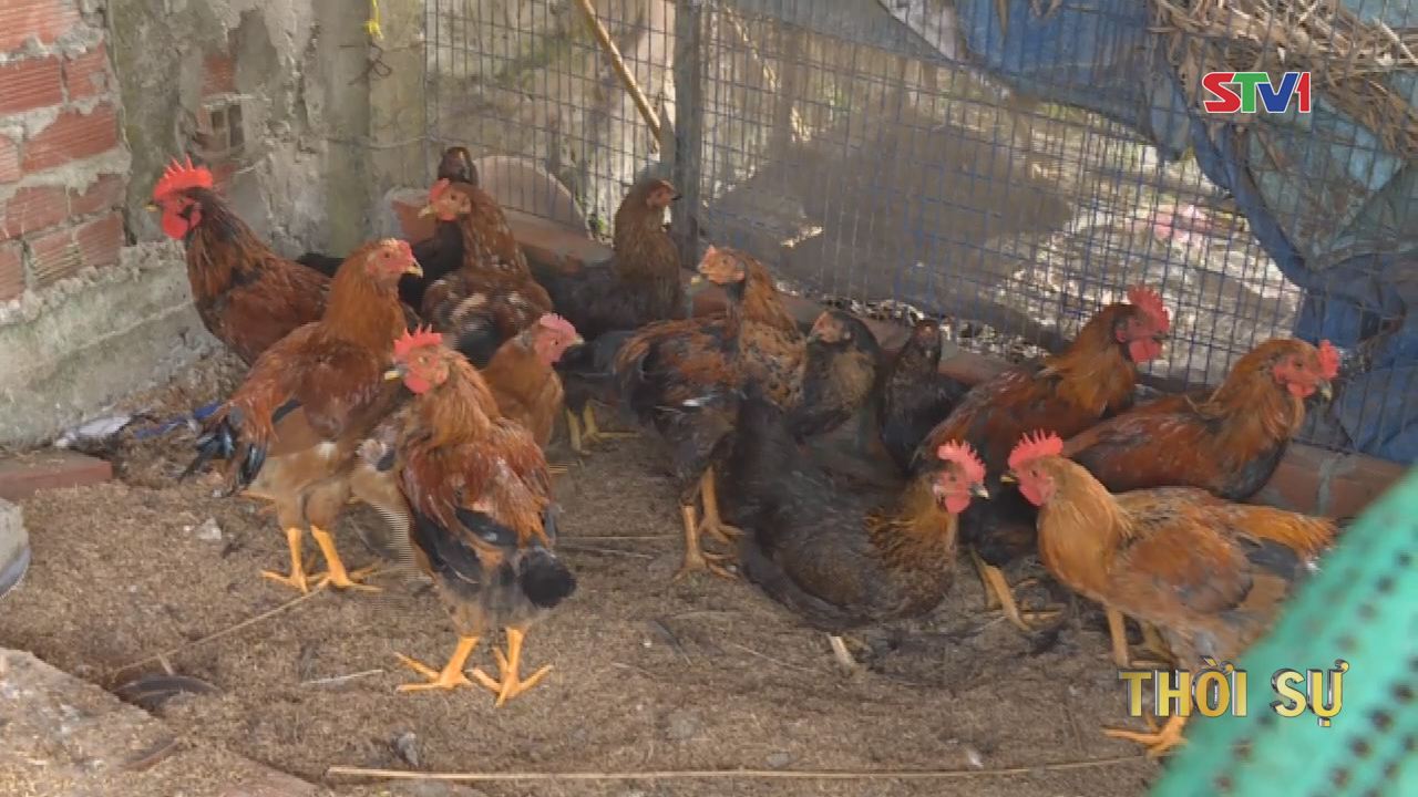 Sóc Trăng tập trung phòng chống dịch cúm gia cầm