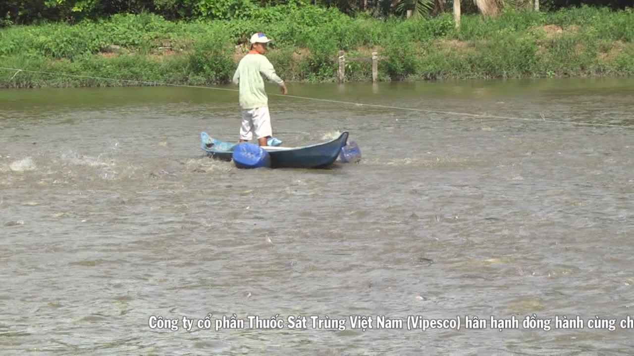 Giá Cá tra tăng -  người nuôi chưa hưởng lợi 14-03-2017