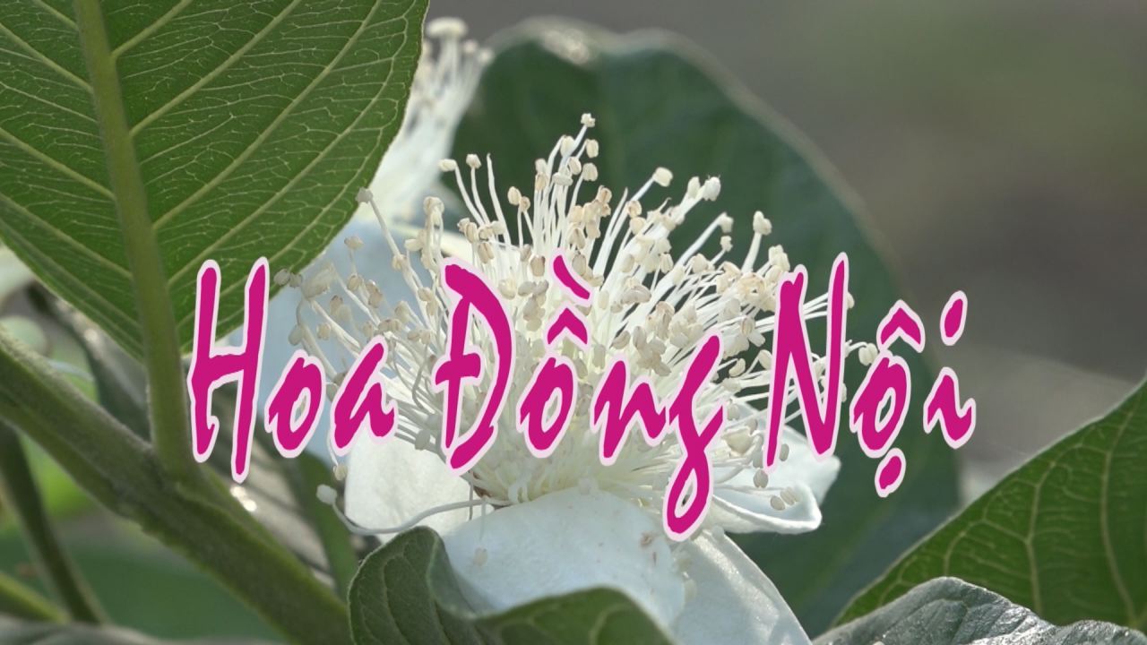 Nét Việt - Hoa đồng nội 15-03-2017