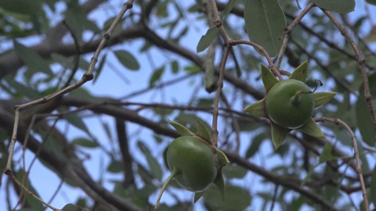 Nét Việt - Nhớ hoài vị chát bần chua 22-03-2017