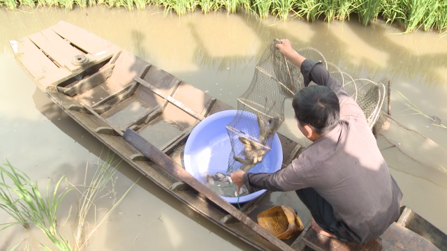 Nét Việt- Những vòng đuôi đục 29-06-2016