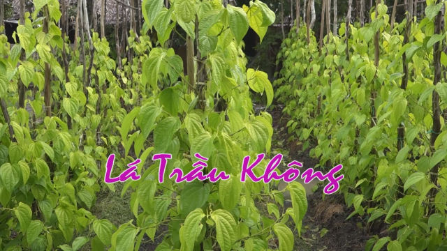 Nét Việt- Lá trầu không 27-06-2016