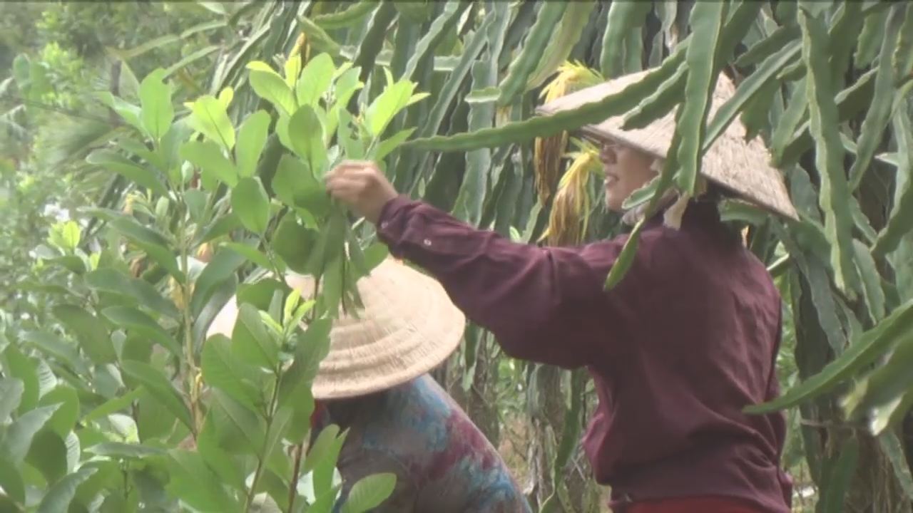 Trang tin địa phương 04-09-2016