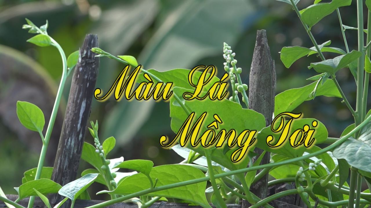 Nét Việt - Màu lá mồng tơi 18-10-2016