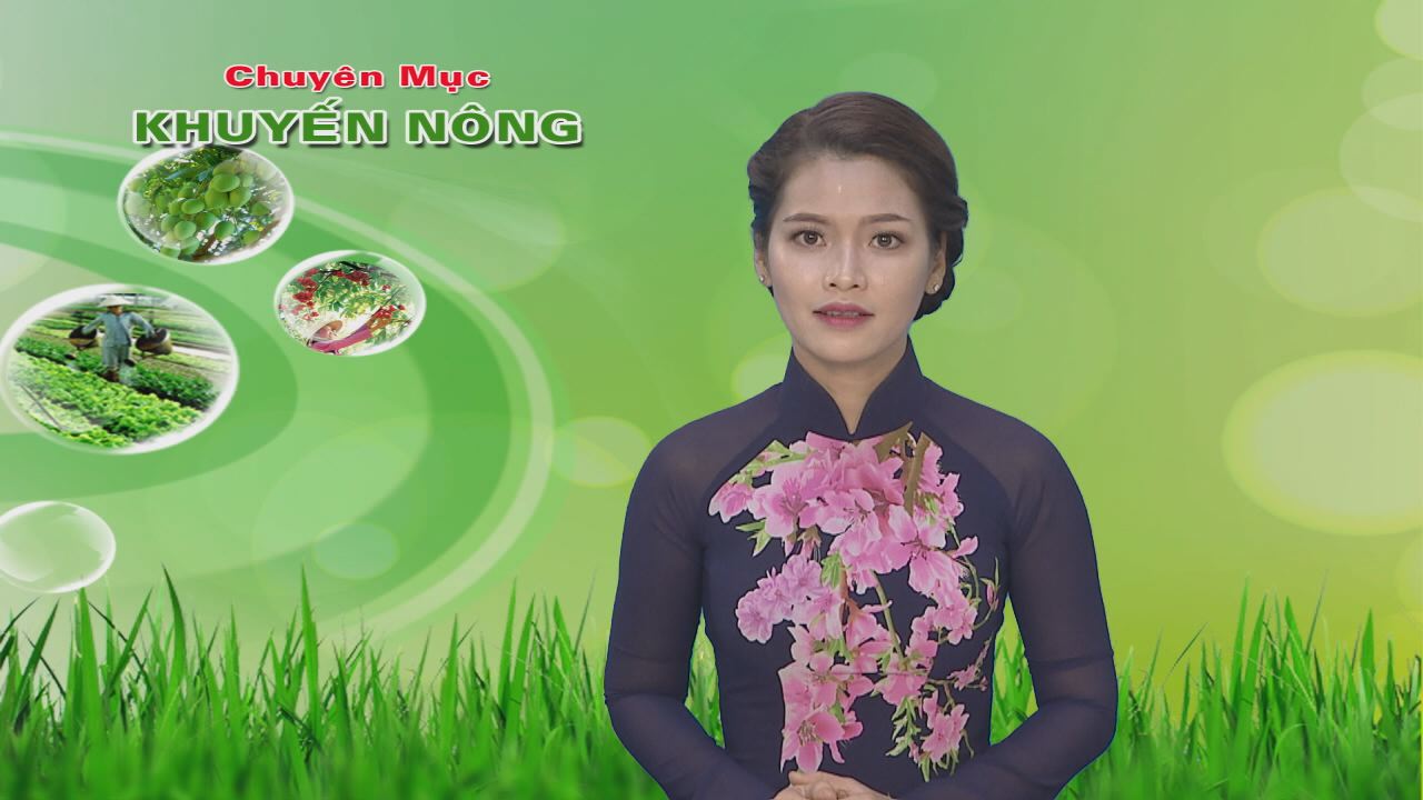 Khuyến nông 18-10-2016