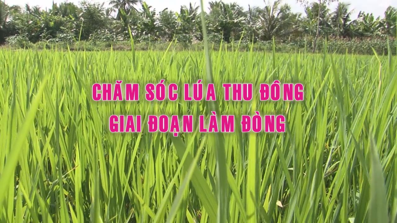 Cánh đồng ước mơ 19-10-2016