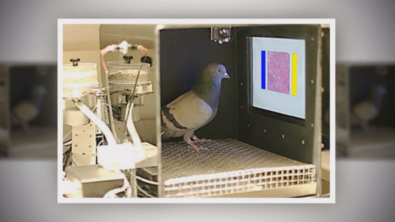 Nhịp cầu y tế - Tiểu Đường Tuyp 2  26-11-2016