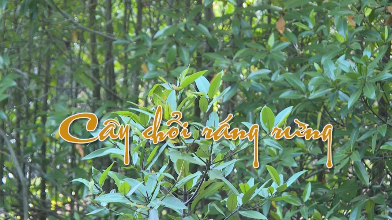 Nét Việt - Cây chổi ráng rừng 16-12-2016