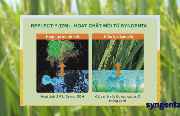 Syngenta và tôi (12-07-2022)