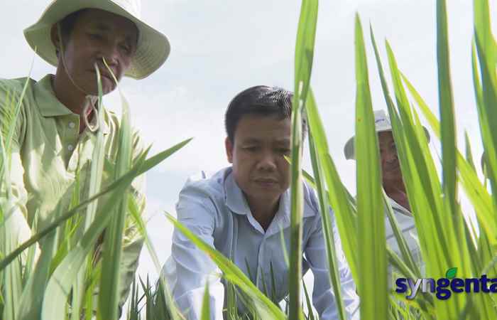 Syngenta và Tôi: Có Filia khỏi lo đạo ôn (25-10-2022)
