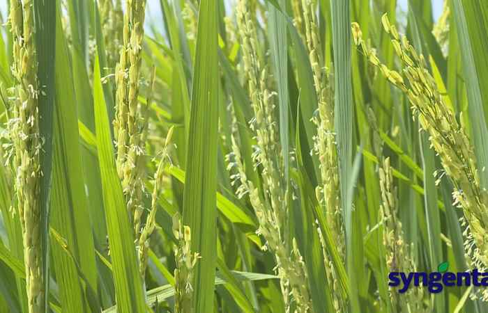  Syngenta và tôi: Reflect Xtra đồng hành cùng nông gia (24-01-2023)