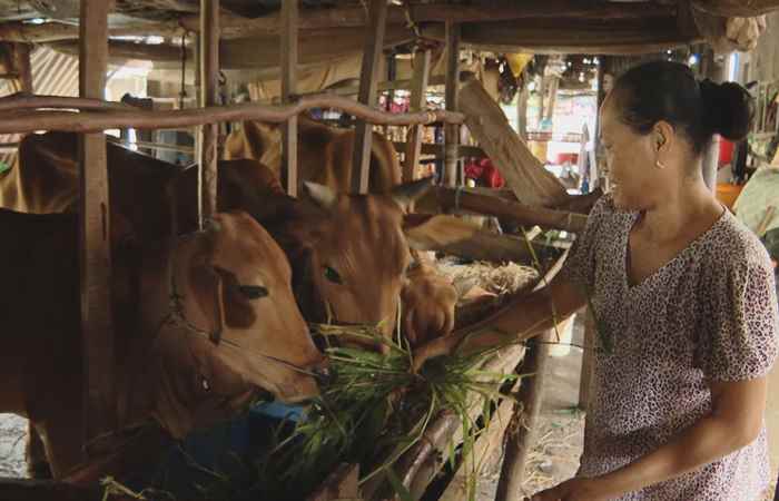 Tạo sinh kế giúp cho đồng bào Khmer thoát nghèo bền vững (07-11-2023)