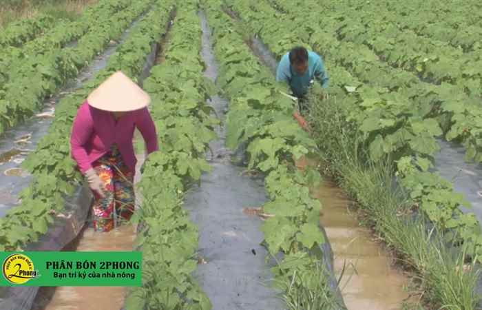 Thạnh Trị phấn đấu hoàn thành 