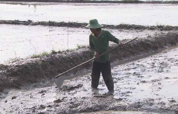 Thị xã Ngã Năm xuống giống đồng loạt vụ Đông xuân 2017-2018 