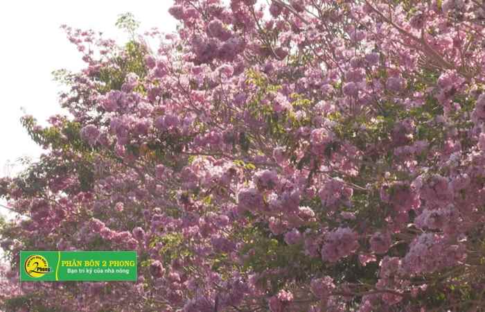 Thời Sự Chiều 19-04-2019