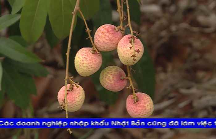 Thời sự tiếng Khmer (07-06-2022)