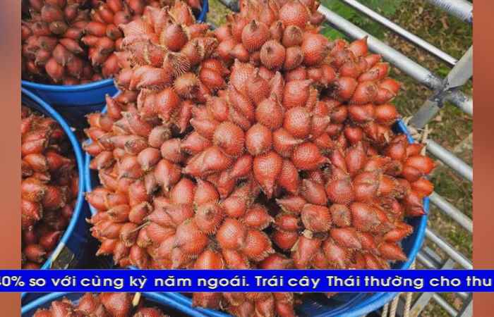 Thời sự tiếng Khmer (28-05-2024)