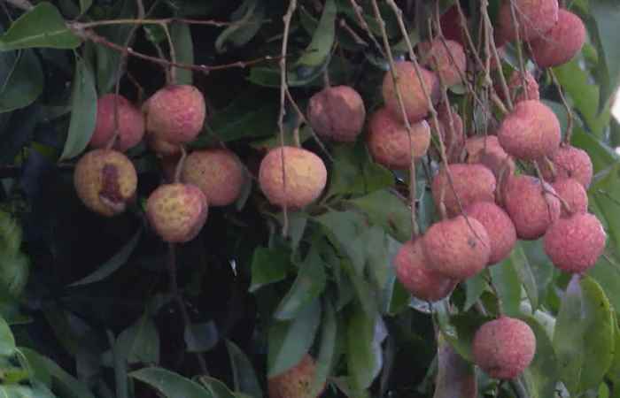 Thời sự trưa (02-05-2021)