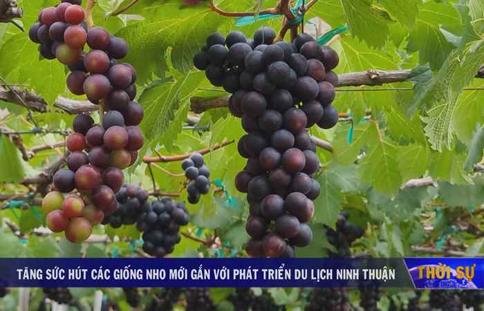 Thời sự trưa (03-04-2025)