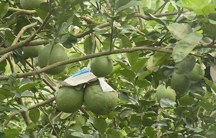 Thời sự trưa (05-11-2024)
