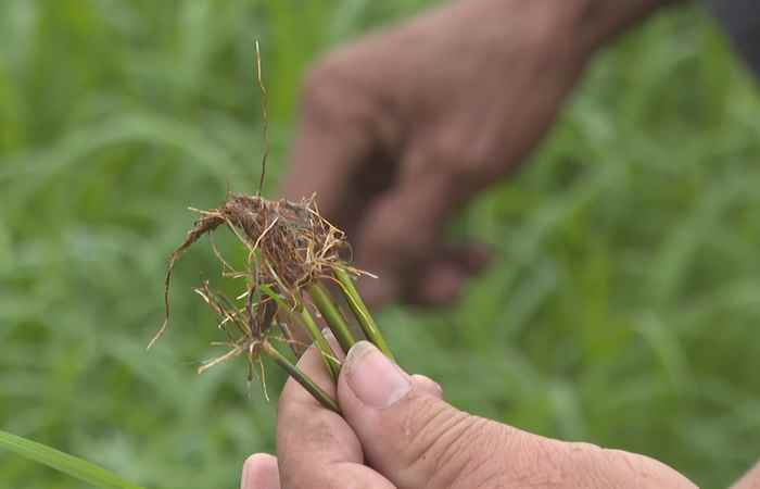 Thời sự trưa (08-02-2023)