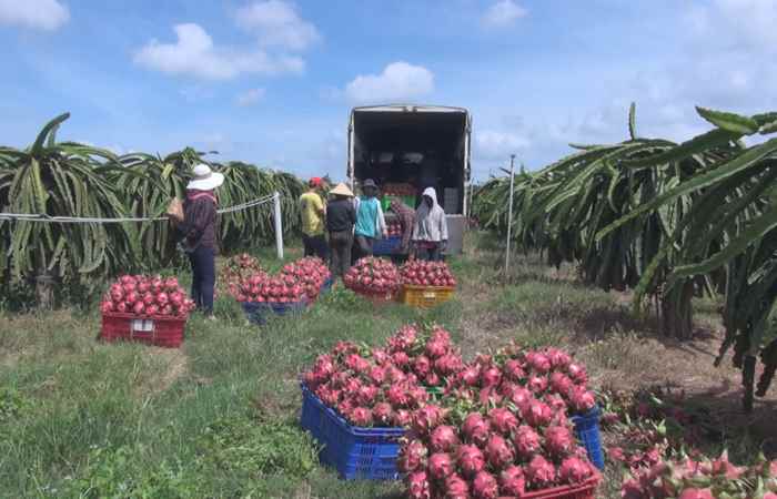  Thời sự trưa (08-06-2022)