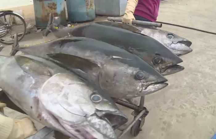 Thời sự trưa (08-10-2023)