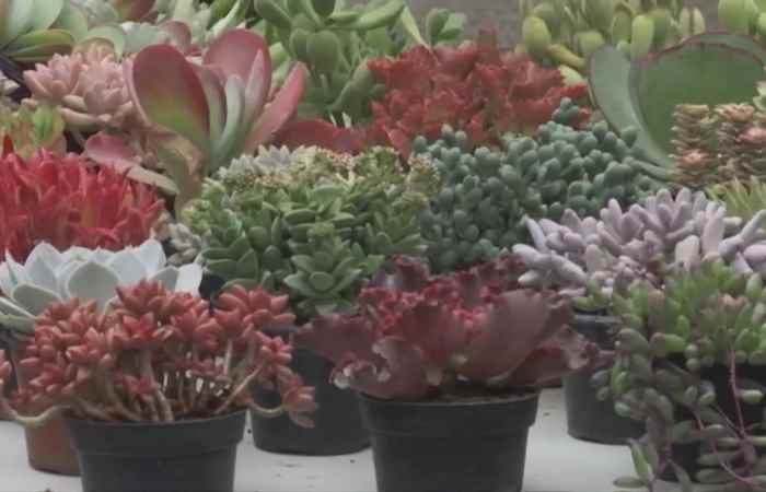 Thời sự trưa (10-10-2022)