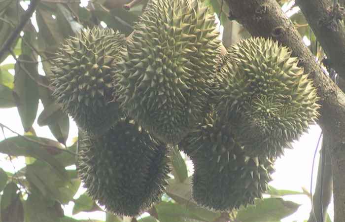 Thời sự trưa 11-05-2020