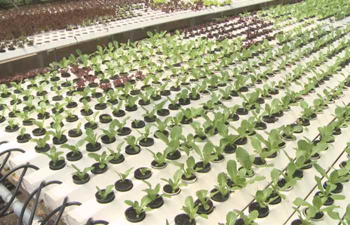 Thời sự trưa (11-08-2019)