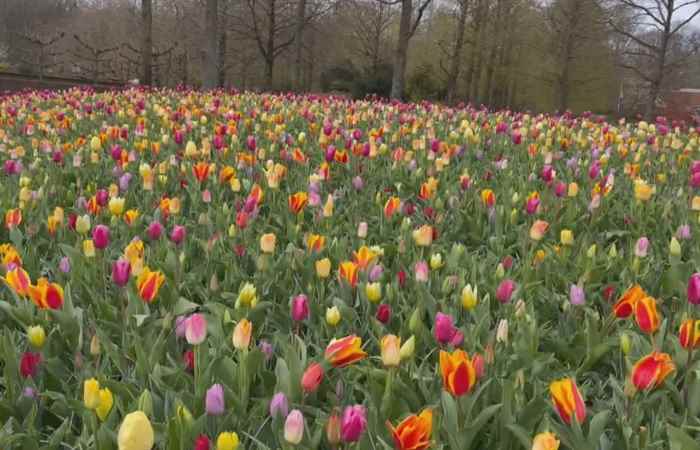 Thời sự trưa (12-04-2022)