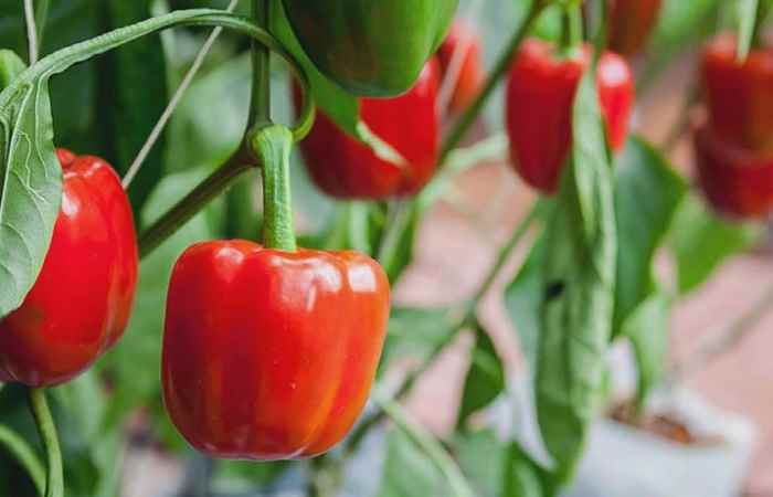 Thời sự trưa (14-01-2021)