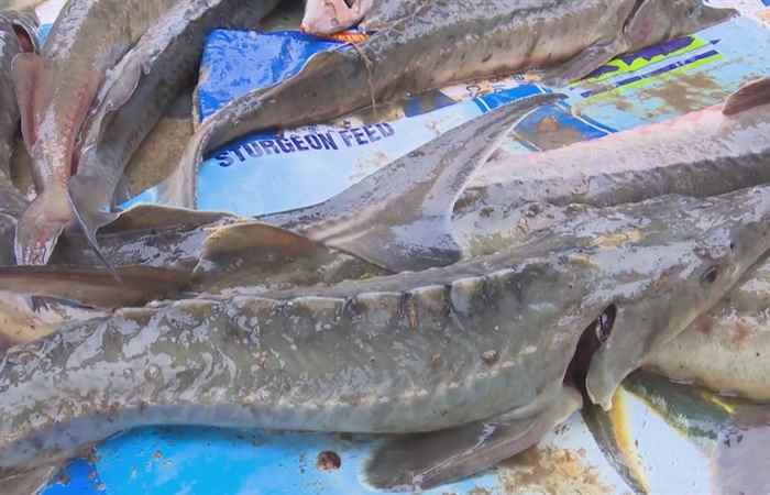 Thời sự trưa (15-06-2023)