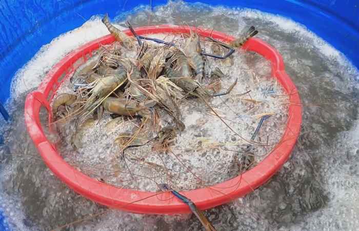 Thời sự trưa (16-11-2023)