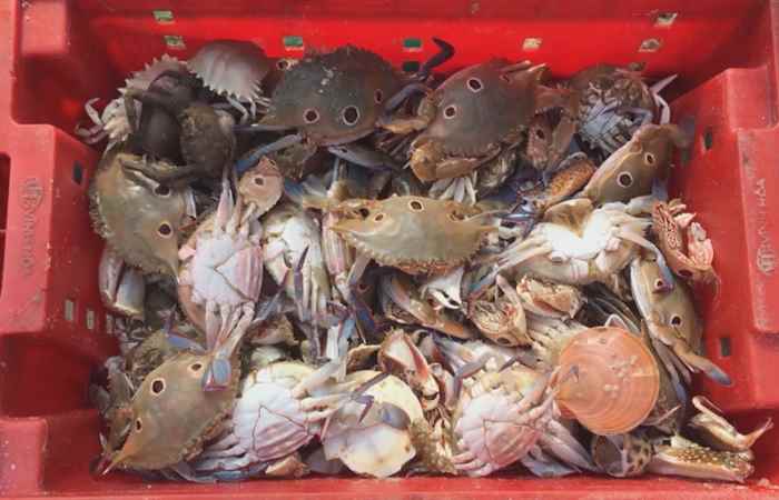 Thời sự trưa 16-12-2019