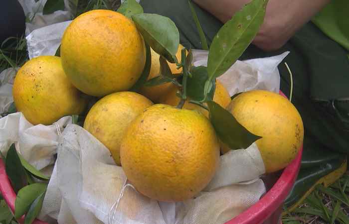 Thời sự trưa (17-12-2023)