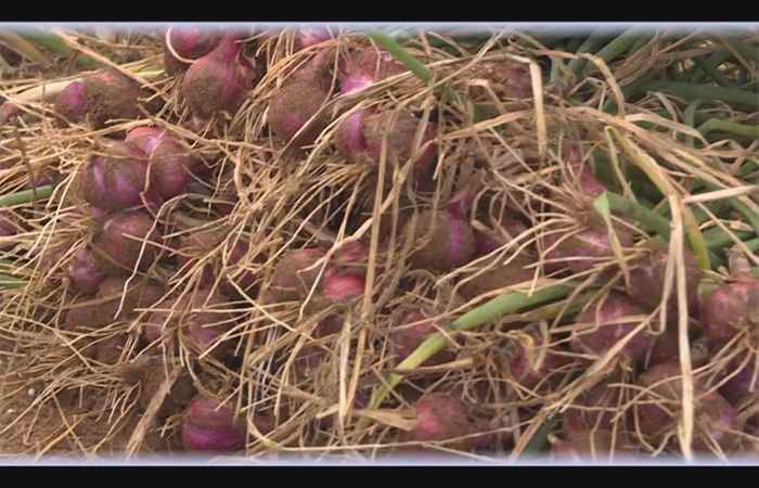 Thời sự trưa 18-01-2021