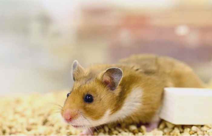 Thời sự trưa (18-05-2020)