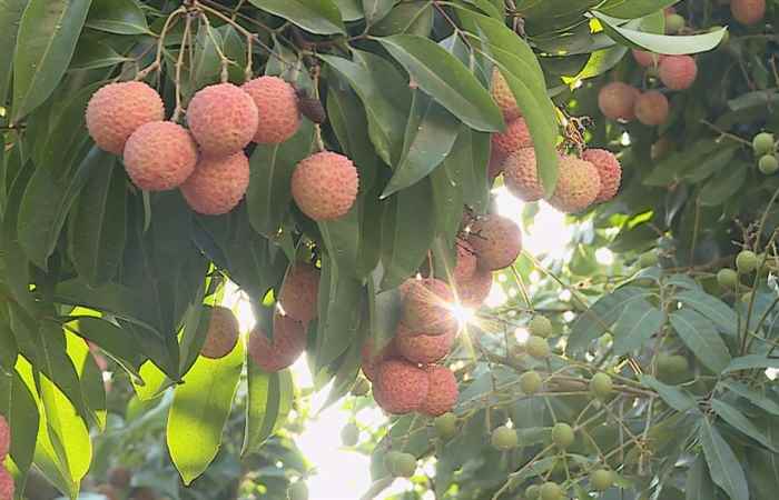 Thời sự trưa 18-09-2019