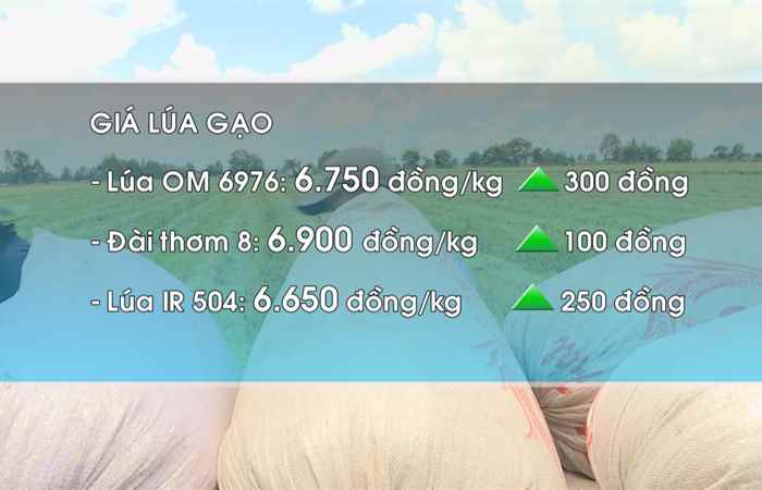 Thời sự trưa (18-11-2020)