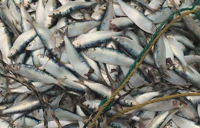 Thời sự trưa 20-03-2020