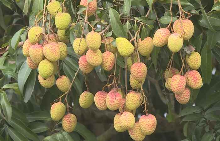 Thời sự trưa (21-05-2024)