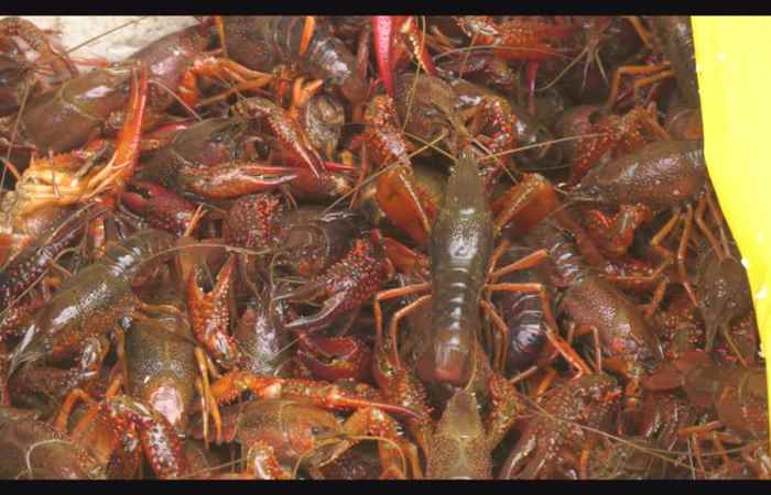 Thời sự trưa 22-05-2019