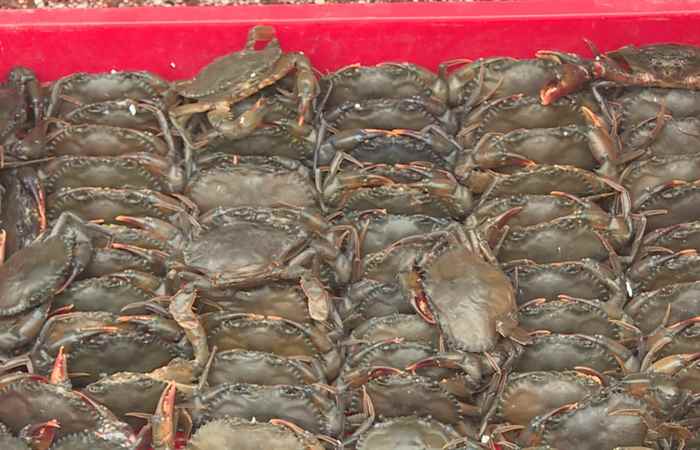 Thời sự trưa (22-11-2021)