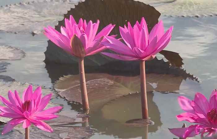 Thời sự trưa 23-02-2020