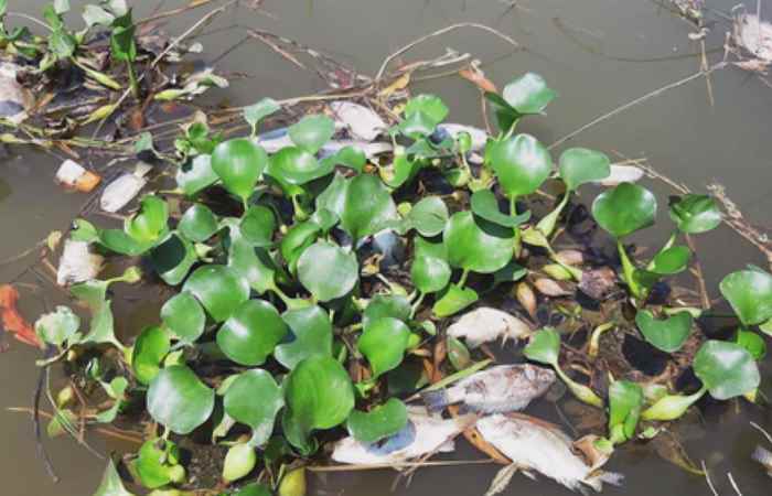 Thời sự trưa (23-03-2020)