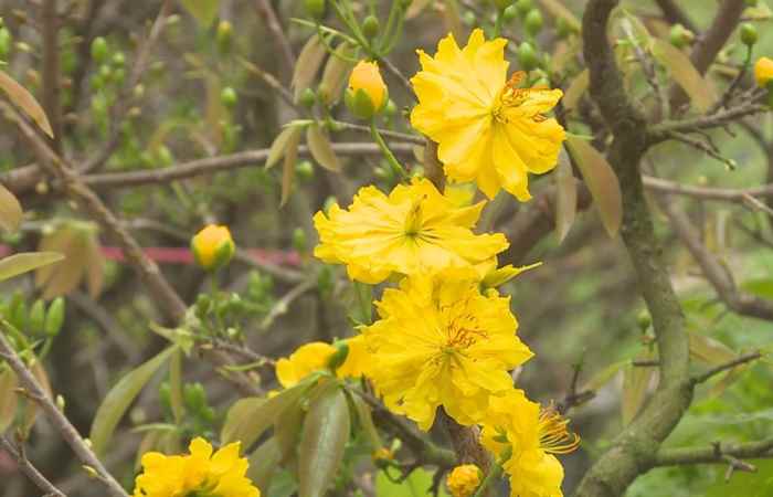 Thời sự trưa (26-01-2022)